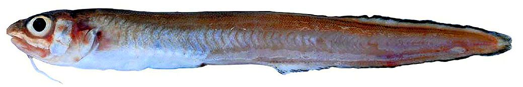 Ophidion barbatum_09.jpg